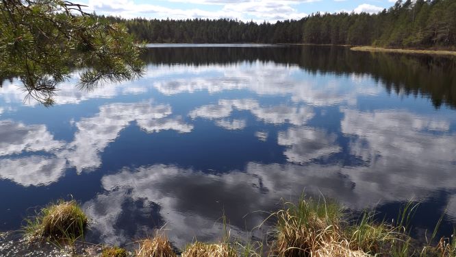 Järvimaisemaa Suomusjärveltä