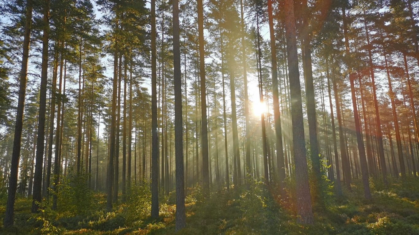 Salon metsien lintuaatelit -kalasääski ja merikotka -luento