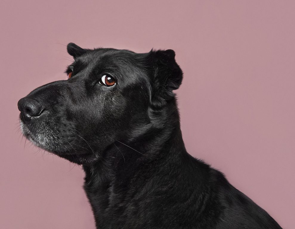 Musta koira vaaleanpunaisella taustalla