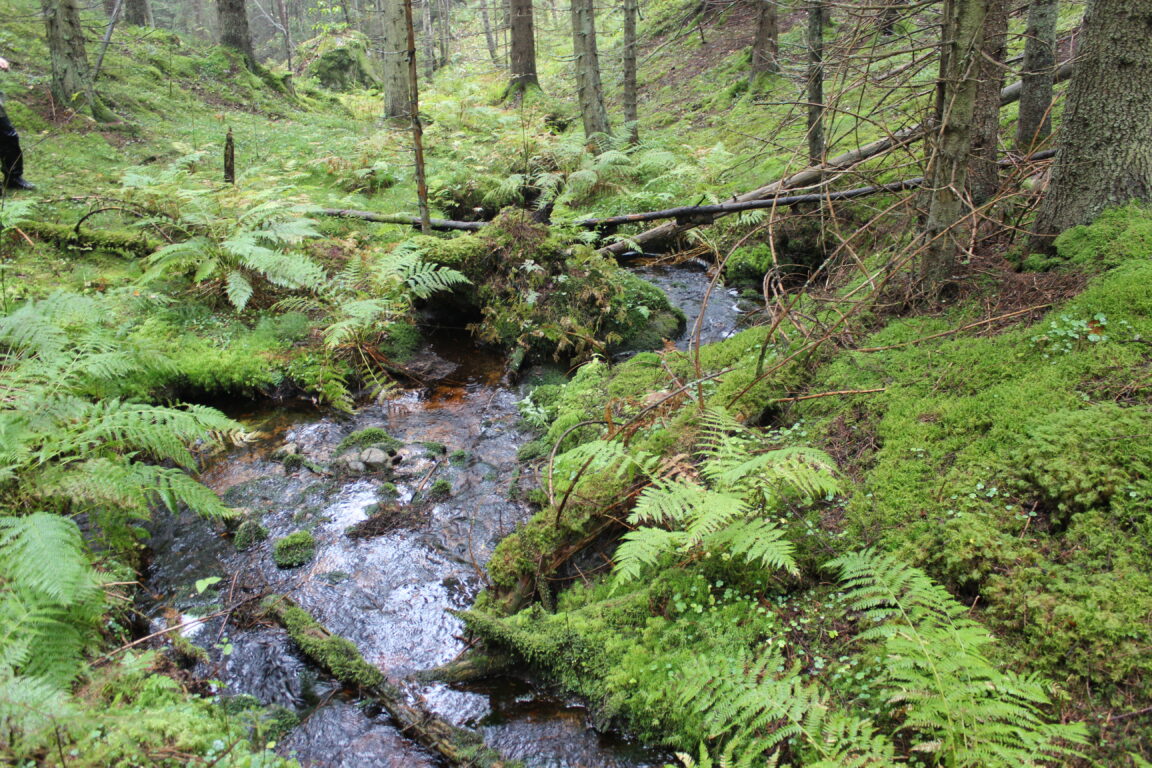 Luonnontilainen puro metsässä Salon Kiikalassa Hyyppäränharjulla