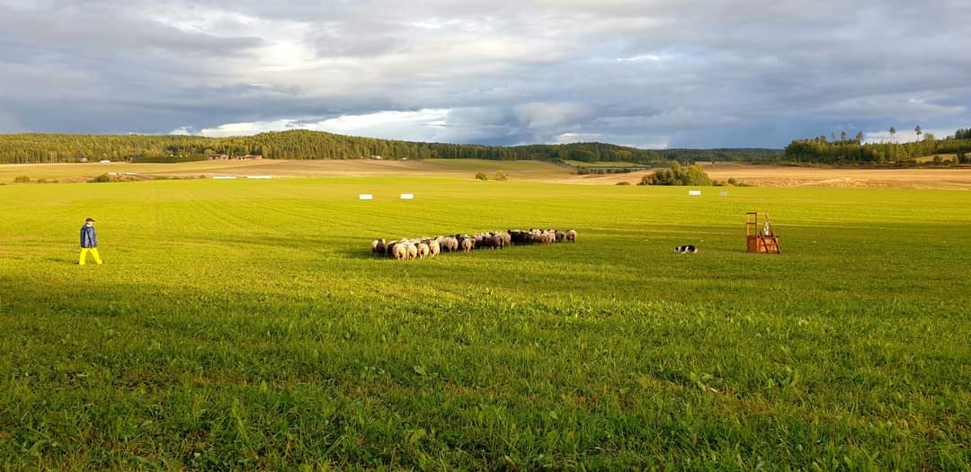 A sheepdog on a field with sheep