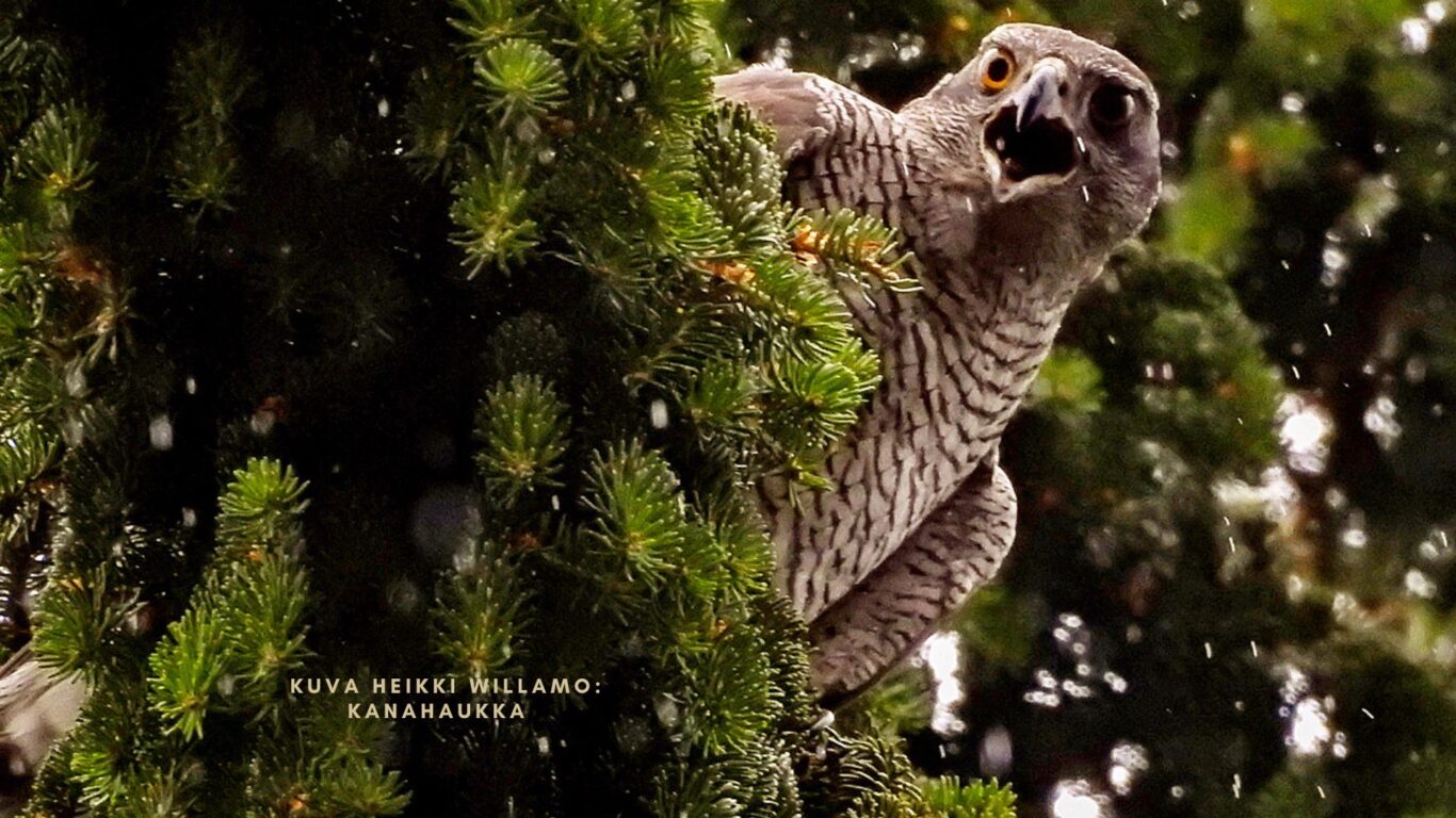 Lähiluonnossa tapahtuu, Valokuvaaja ja kirjailija Heikki Willamo