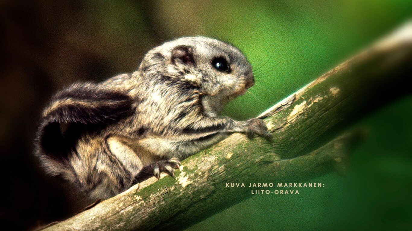 Liito-orava, Jarmo Markkanen