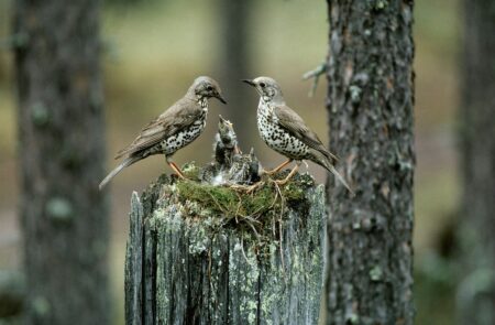 Salon taidemuseo Veturitalli: Hannu Hautala – Poika, joka rakasti lintuja