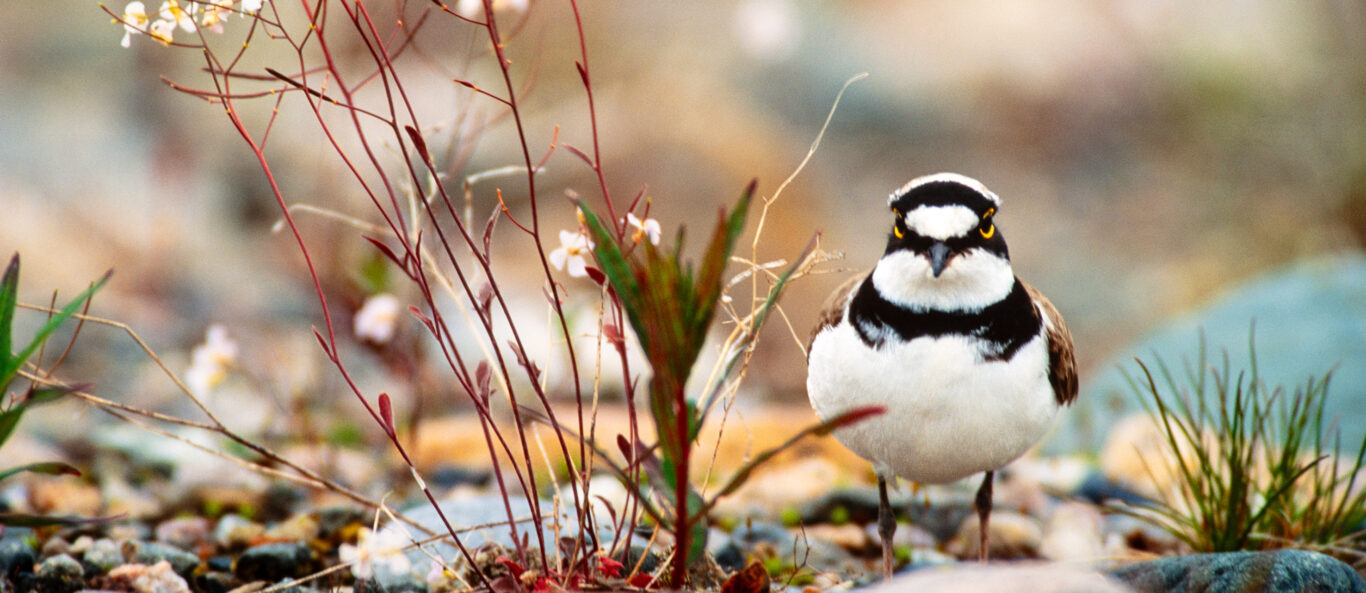 © Hannu Hautala -säätiö