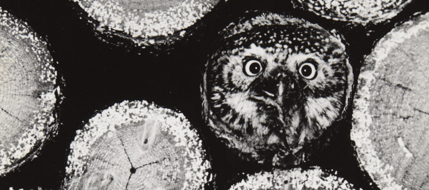 © Hannu Hautala -säätiö