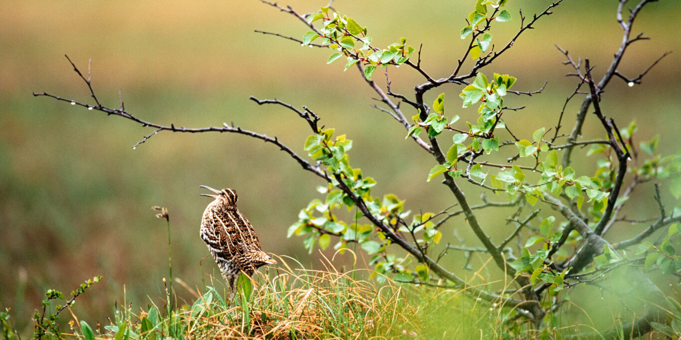 © Hannu Hautala -säätiö