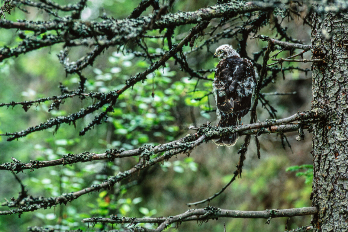 © Hannu Hautala -säätiö