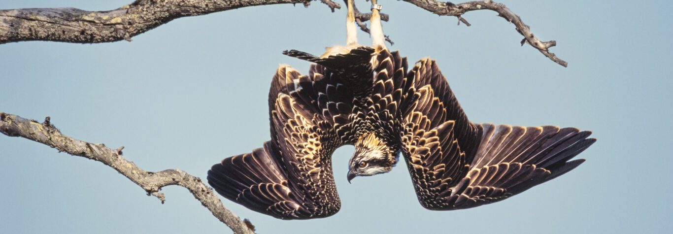 © Hannu Hautala -säätiö