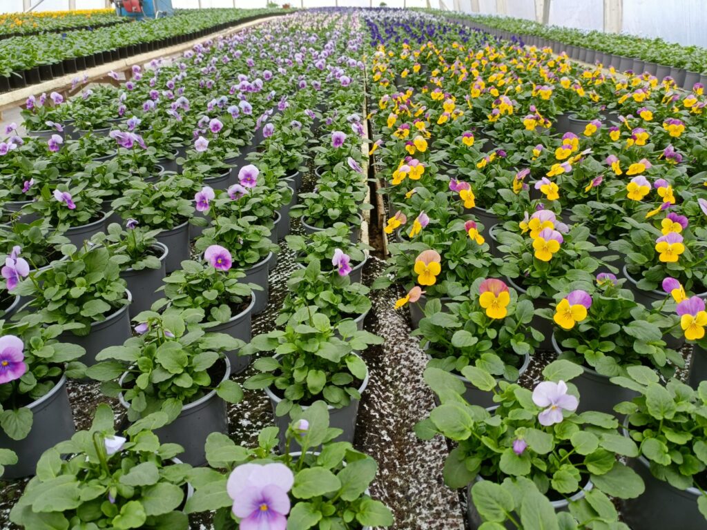 Äänimaljarentoutus Ketomäen puutarhalla