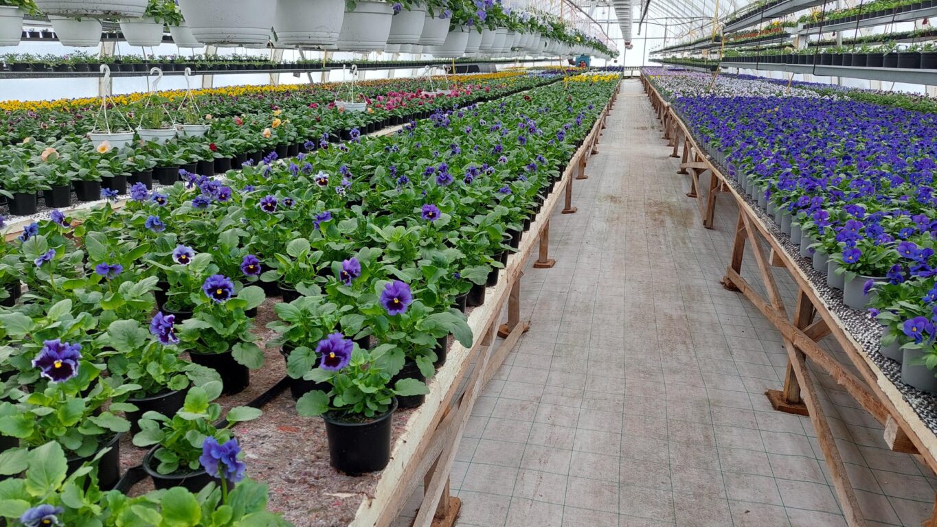 Äänimaljarentoutus Ketomäen puutarhalla