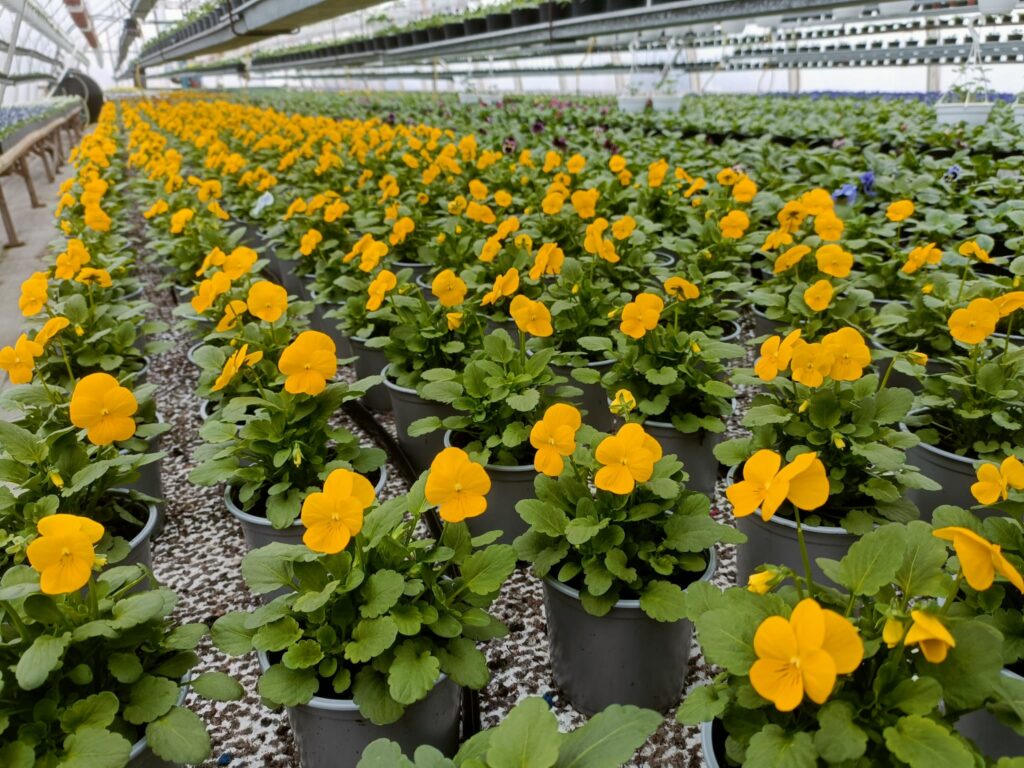 Äänimaljarentoutus Ketomäen puutarhalla