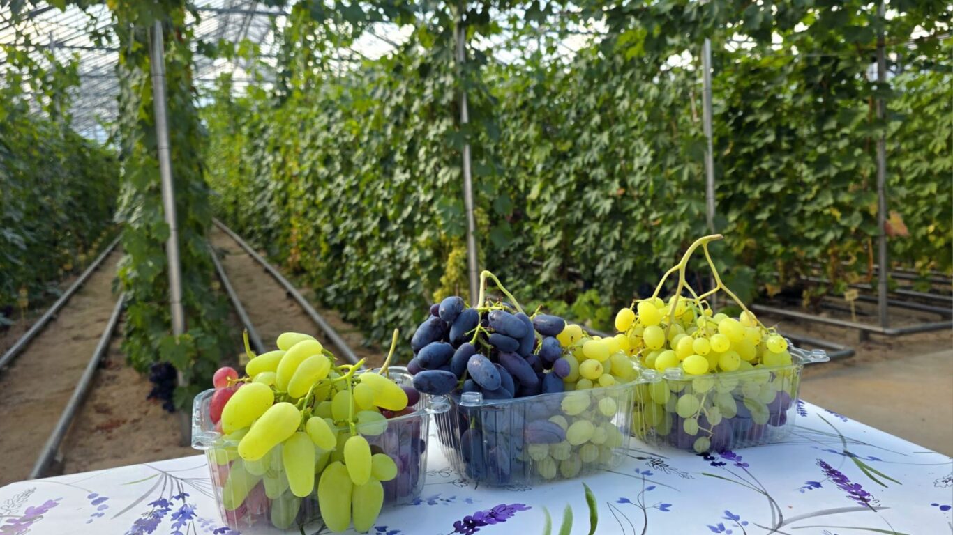 Villen Viinitarha, rypäletasting, suomalainen viinirypäle