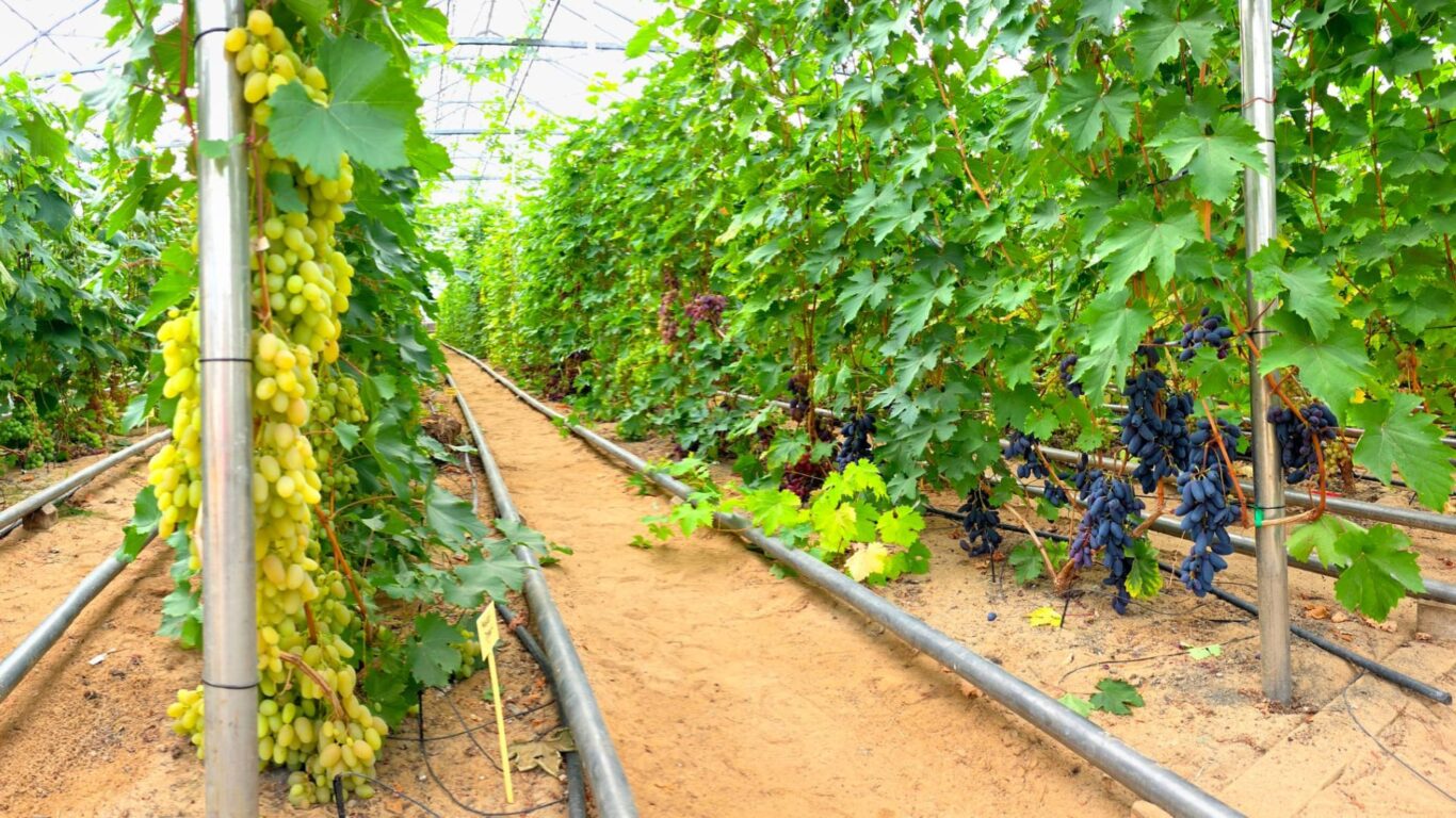 Villen Viinitarha, syömärypäle, viiniköynnös