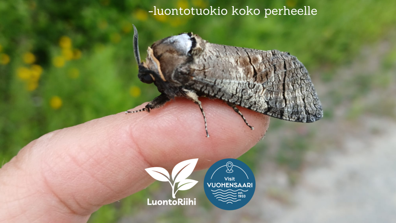 Yöperhonen lepää ihmisen sormella kesäaamuna