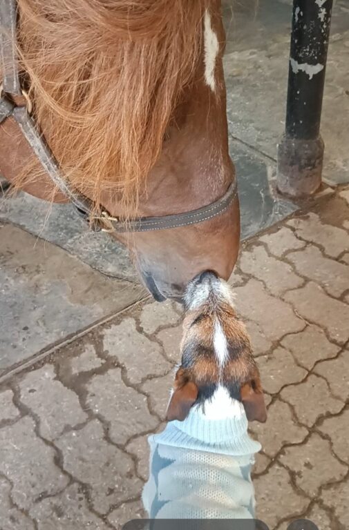 Koira haistelee suomenhevosen turpaa Koivumäen tallilla.