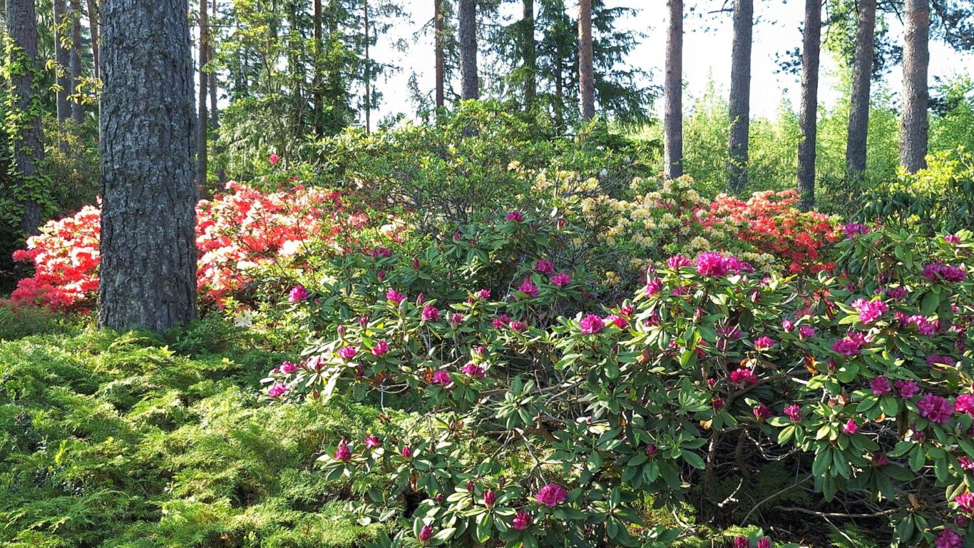 Ilolan Arboretum, Salo