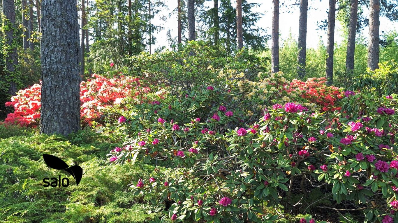 Ilolan Arboretum, kukkivat rhodot kesäkuussa