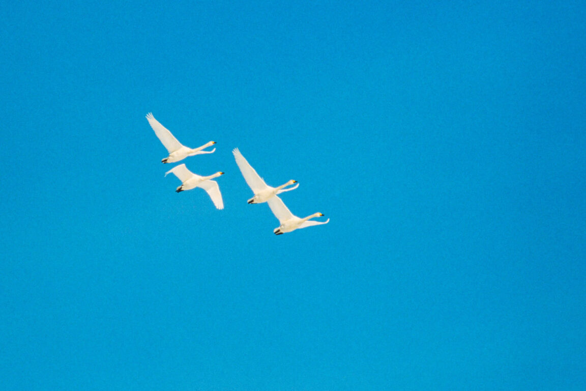 © Hannu Hautala -säätiö