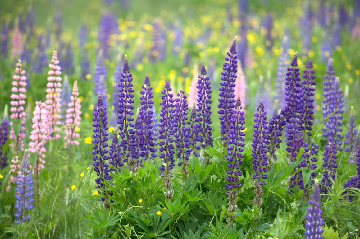 Violetin, sinisen ja vaaleanpunaisen värisiä komealupiineja niityllä.