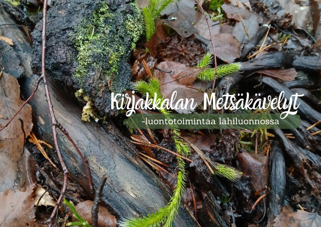 Metsäinen aluskasvillisuus luikertelee vehreänä
